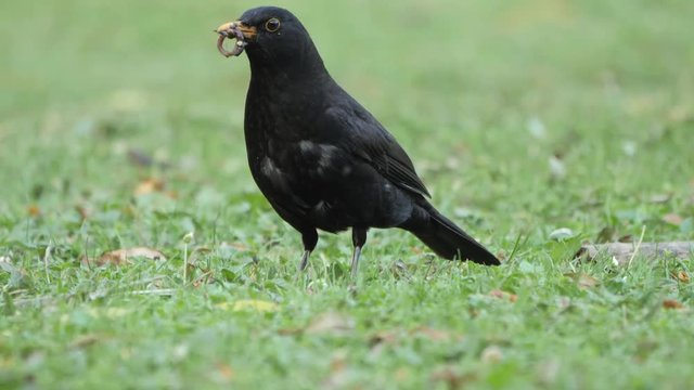 Slow motion male blackbird with worms in mouth to feed chicks