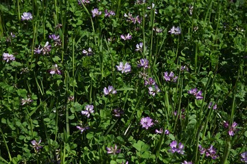Chinese milk vetch