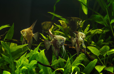 A green beautiful planted tropical freshwater aquarium with fishes.Zebra angelfish (pterophyllum scalare) in aquarium