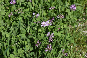 Chinese milk vetch