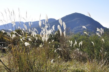 袖平山のススキと蛭ヶ岳
