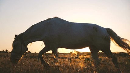 White horse going and seeking grass in a large field in autumn in slow motion