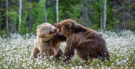 Two bears fighting in summer forest, among white flowers. Scientific name: Ursus Arctos.