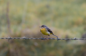 GREY WAGTAIL SITTING ON BARBWIRE FENCE 