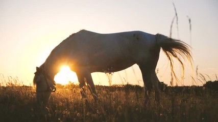 Impressive white horse with fluttering mane grazing grass outdoors in slo-mo