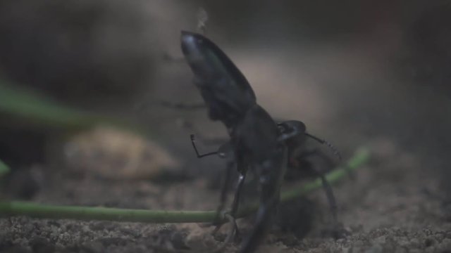 Close Up Of Two Giant Stag Beetle Fighting Slow Motion