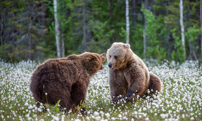 Two bears fighting in summer forest, among white flowers. Scientific name: Ursus Arctos.