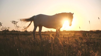 White horse and sun shining under its head in a field in autumn in slo-mo