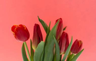 5 red tulips on the background sheet of colored paper