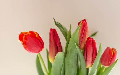 5 red tulips on the background sheet of colored paper
