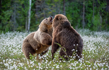 Two bears fighting in summer forest, among white flowers. Scientific name: Ursus Arctos.