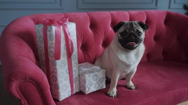 Dog pug with gifts sitting on a pink sofa. Festive concept