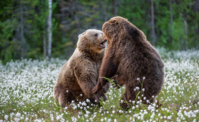 Two bears fighting in summer forest, among white flowers. Scientific name: Ursus Arctos.