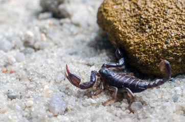 Scorpion creeps on the sand close up