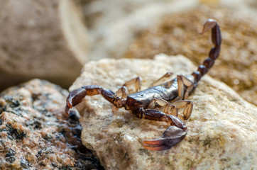 Scorpion sitting on a stone close up