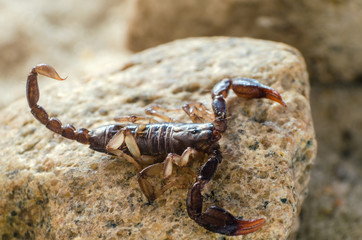 Scorpion sitting on a stone close up