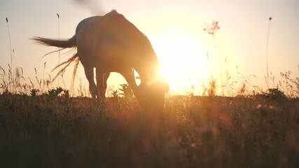 Big horse seeking and eating grass in large field at sunset in autumn in slo-mo