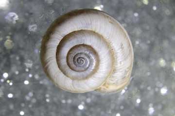shell on a background