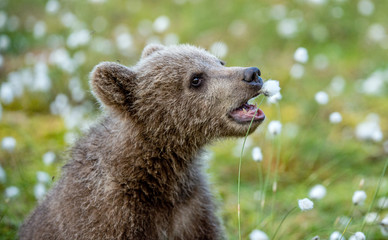 Obraz premium Brown Bear cub. Closeup portrait of Brown bear cub. Playing on the field among white flowers. Scientific name: Ursus arctos.