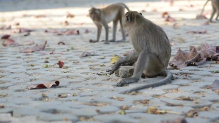 Macaque (Macaca arctoides) uses a tool - breaking a sea almond (Terminalia catappa) by hitting it with a cobblestone. This is a free-living urban monkey community of Prachuap Khiri Khan city, Thailand
