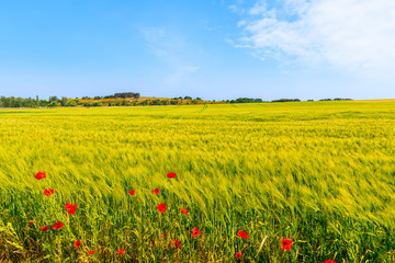Wheat field and red poppy flowers near Moritzdorf village in countryside spring landscape, Ruegen island, Baltic Sea, Germany