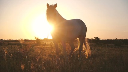 Noble horse with a fluttering tail looking forward at sparkling sunset in slo-mo