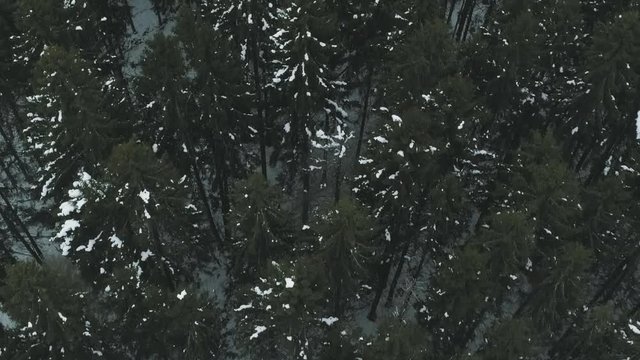 Aerial forward fly over winter fir forest