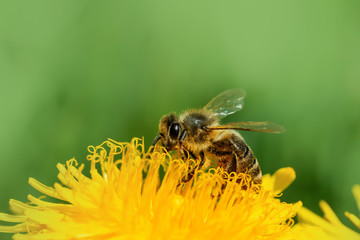 Biene sammelt Honig auf der gelben Bl&uuml;te des L&ouml;wenzahns