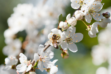 Biene auf der Blüte des Birnbaums