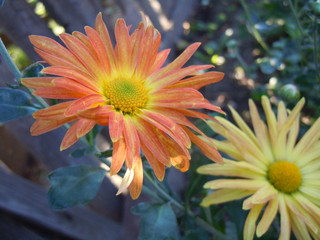 Yellow and orange chrysanthemum.