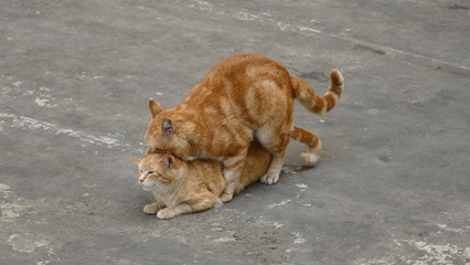 Gatti rossi in amore sul terrazzo