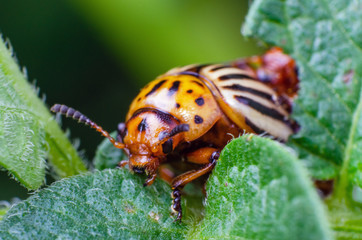 Colorado potato beetle eats green potato leaves