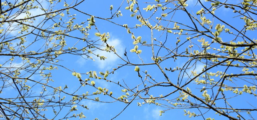 Weidenkätzchen, Palmkätzchen oder Palmweide vor blauen Himmel und wenigen Wolken