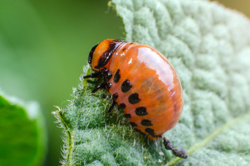 Red larva of the Colorado potato beetle eats potato leaves
