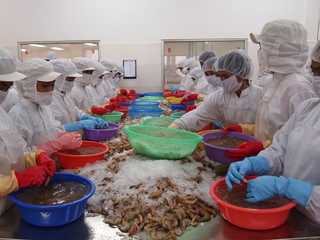  Women work on a shrimp farm