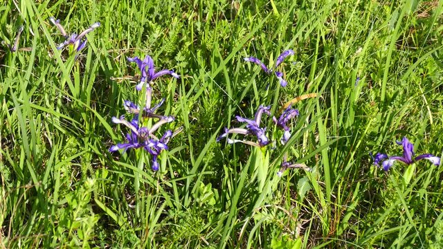 Spring wild flower Wild Iris (Iris reticulate). Mountain meadow with wildflowers.