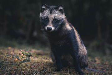 Raccoon dog
