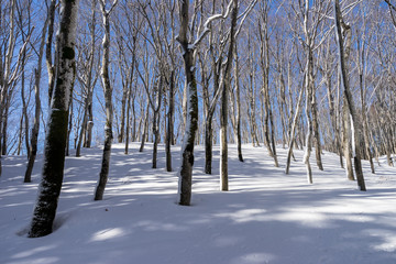 晴れた日の冬の森