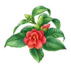 Spring red Japanese camellia with flowers and green leaves (known as rose of winter, Camellia reticulata). Hand drawn watercolor painting illustration isolated on white background.