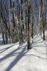 晴れた日の冬の森