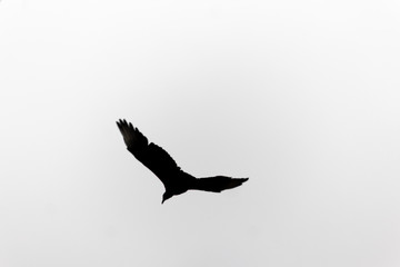 Gallinazo en vuelo