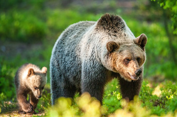 She-bear and bear-cubs of Brown Bear in the forest at summer time. Scientific name: Ursus arctos