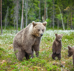 Plakat She-bear and bear-cubs of Brown Bear in the forest at summer time among white flowers. Scientific name: Ursus arctos