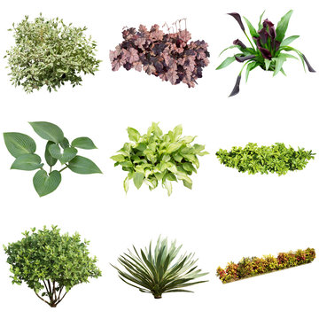 collection of coler Leafs