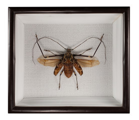 beetle acrocinus longimanus in frame isolated on white background