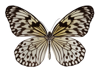 Butterfly idea leuconoe isolated on white background