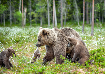 Brown bear with rabbit. Cubs and She-bear of brown bear with prey. The bear holds the teeth of the hare.