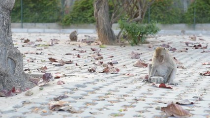 Macaque uses a tool to get food: breaking a sea almond (Terminalia catappa) with a cobblestone. Free-living urban monkey community (Macaca arctoides) that lives on Prachuap Khiri Khan, Thailand