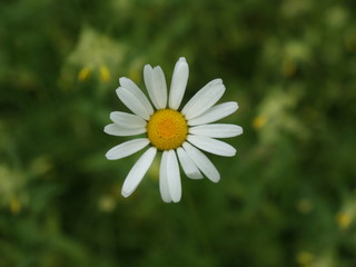 Fototapeta premium Blume im Frühling