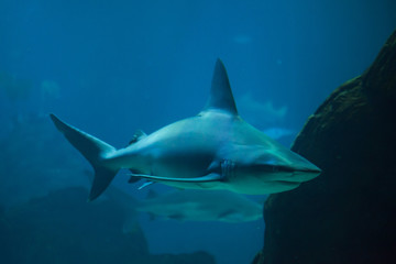 Sandbar shark (Carcharhinus plumbeus)